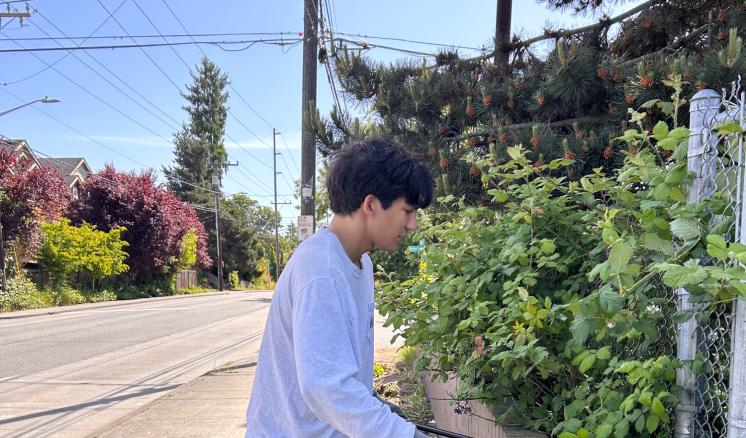 A man using hedge trimmers on a large bush